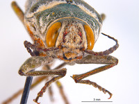 Hippomelas imperialis image