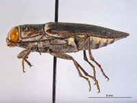 Hippomelas imperialis image