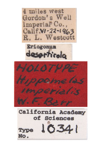 Hippomelas imperialis image