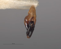 Ellychnia irrorata image