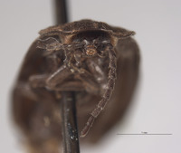 Ellychnia irrorata image