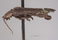 Ellychnia irrorata image