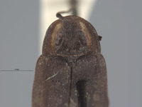 Ellychnia irrorata image