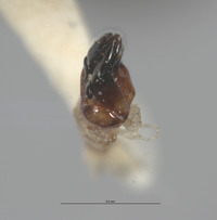 Ellychnia captiosa image