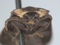Ellychnia captiosa image