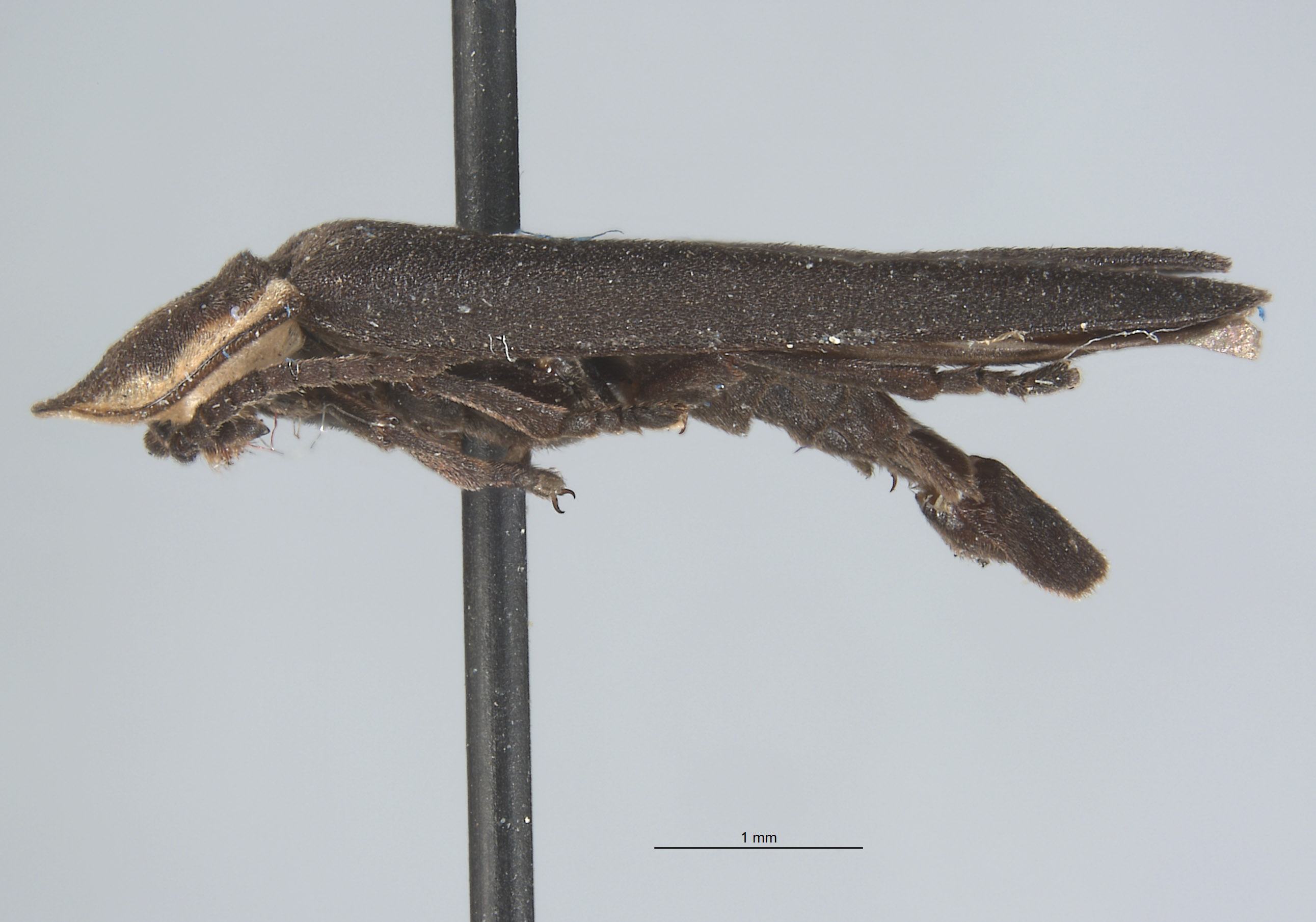 Ellychnia captiosa image