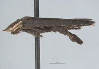 Ellychnia captiosa image