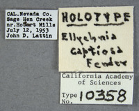 Ellychnia captiosa image