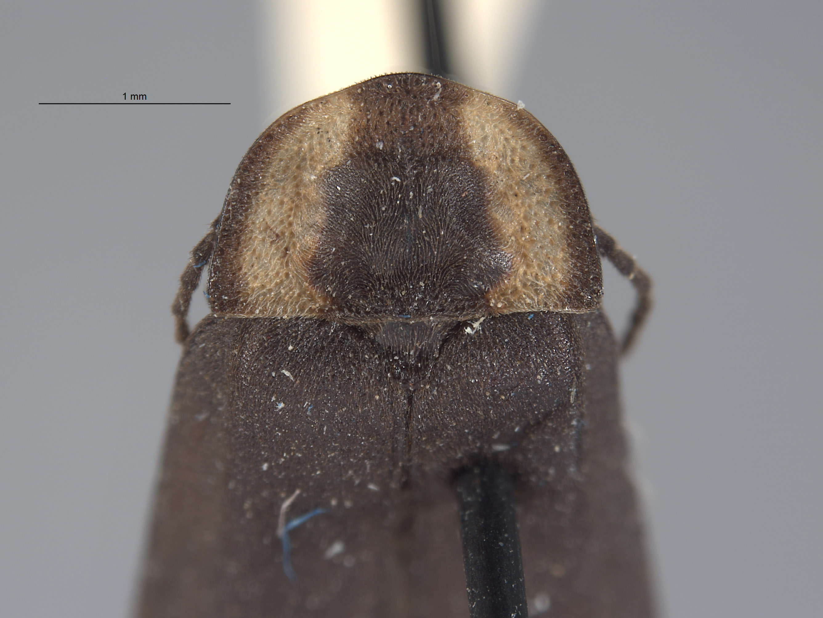 Ellychnia captiosa image