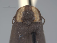 Ellychnia captiosa image