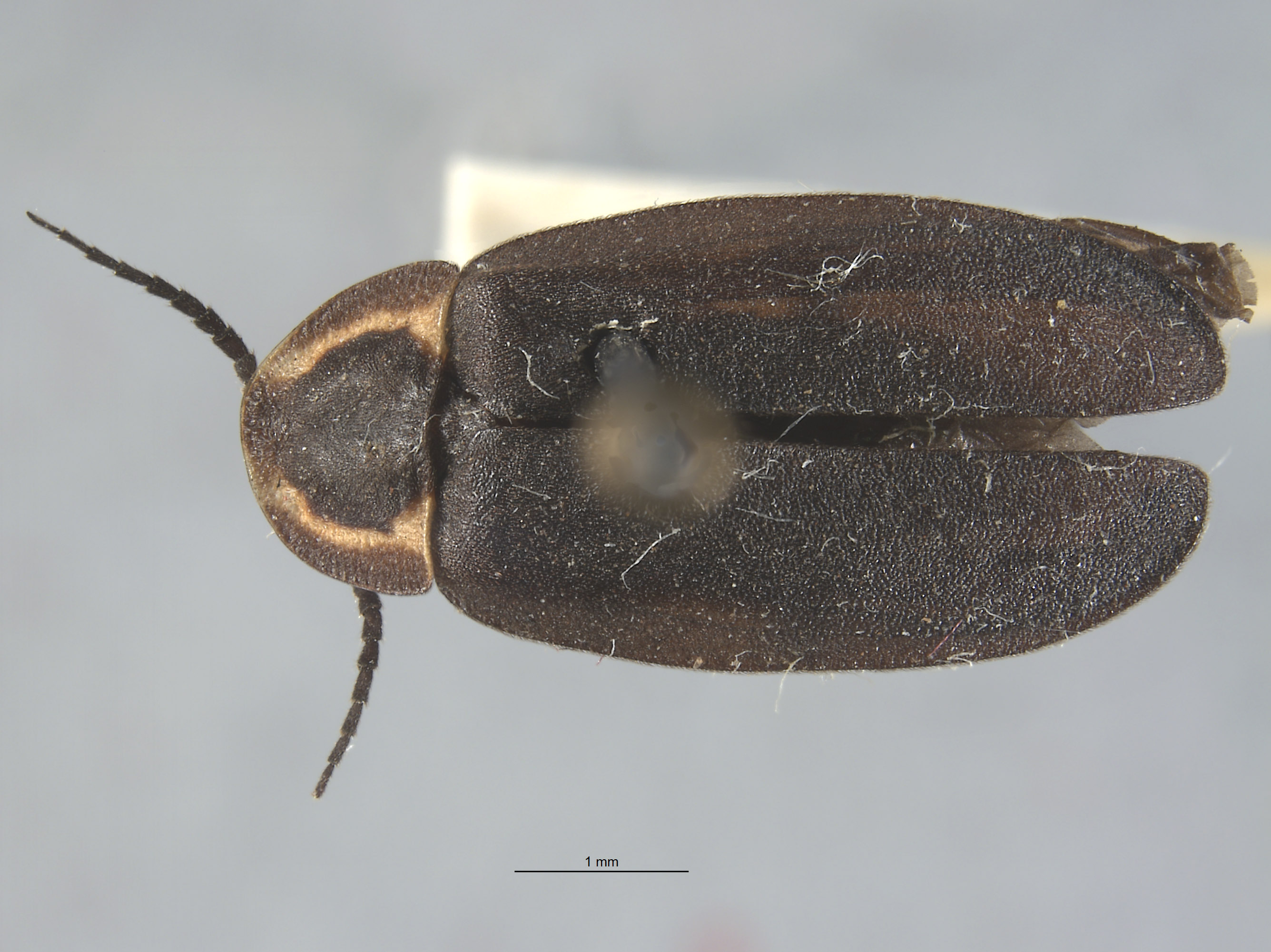 Ellychnia alexanderi image