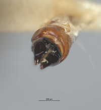 Ellychnia alexanderi image