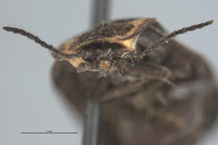 Ellychnia alexanderi image