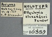 Ellychnia alexanderi image