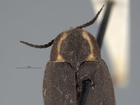 Ellychnia alexanderi image