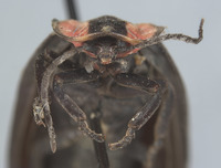 Ellychnia megista image