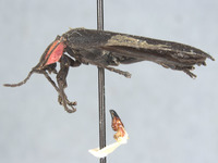 Ellychnia megista image