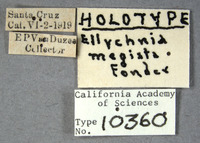 Ellychnia megista image