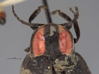 Ellychnia megista image