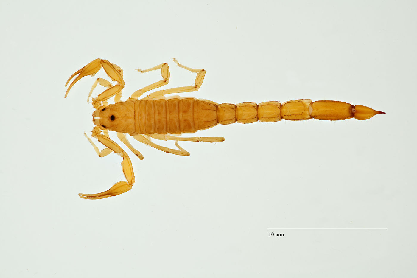 Vejovis gramenestris image
