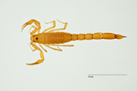 Vejovis gramenestris image