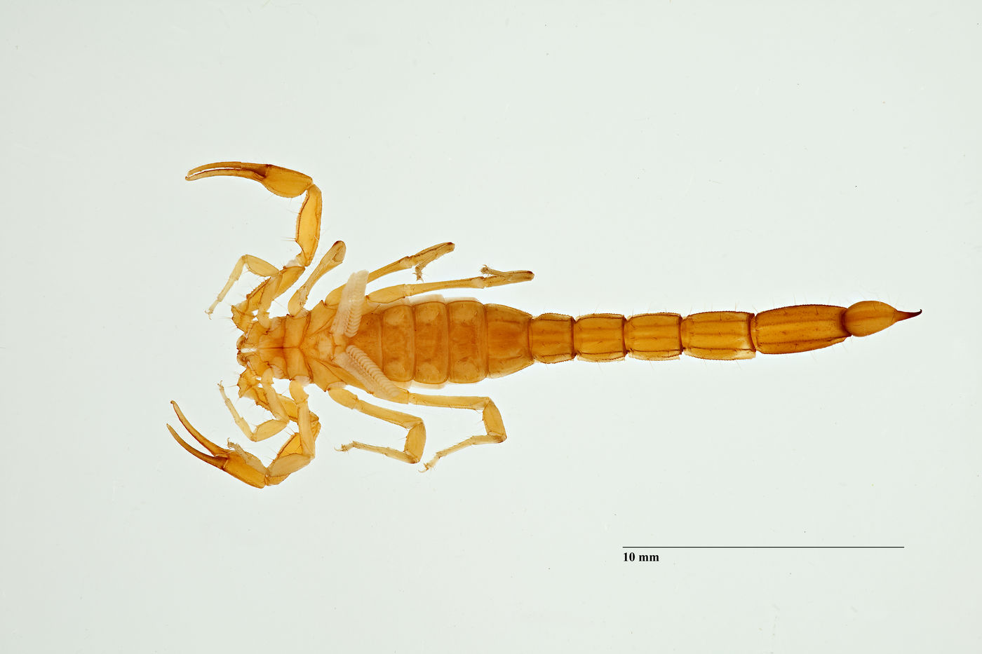 Vejovis gramenestris image