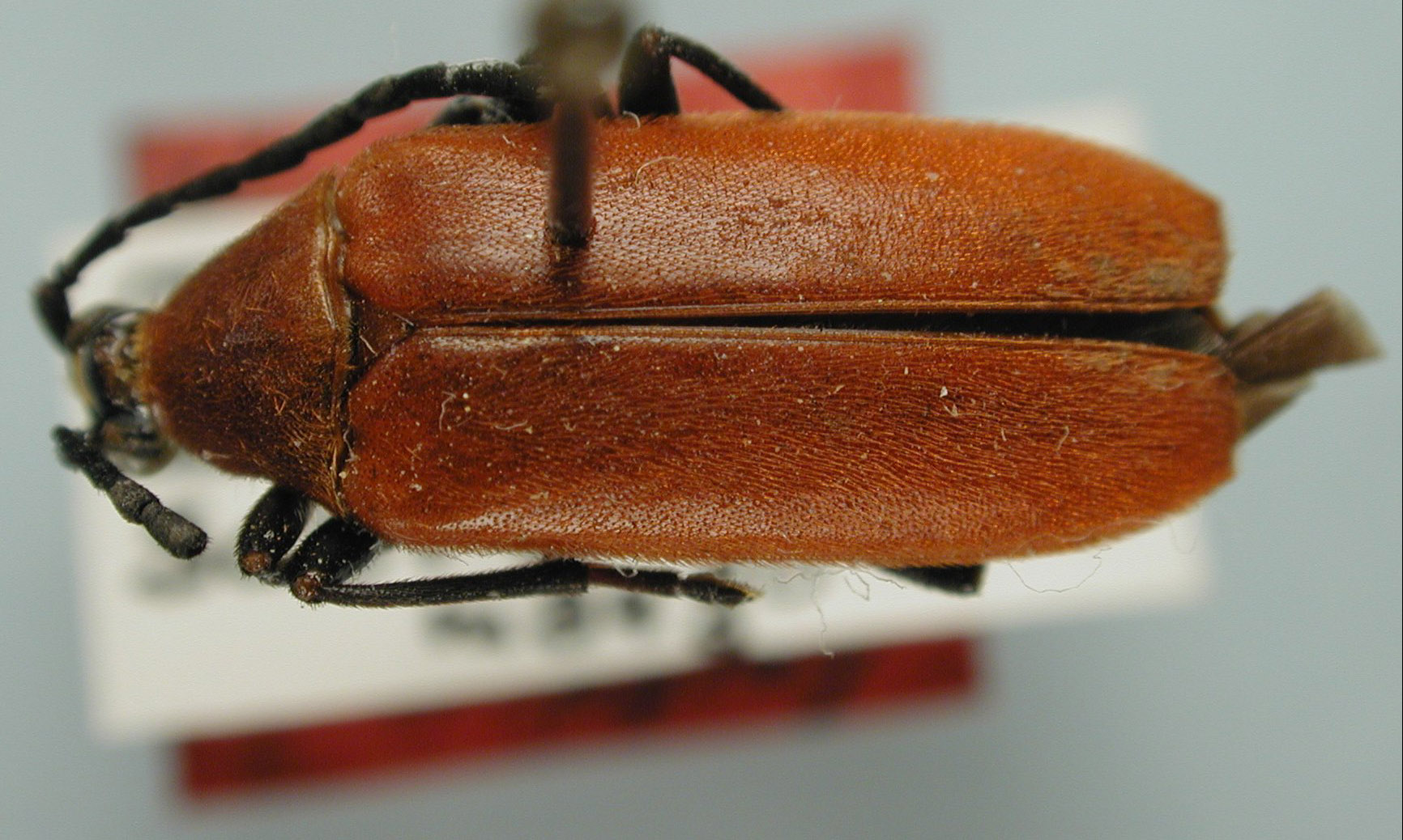 Euryptera image