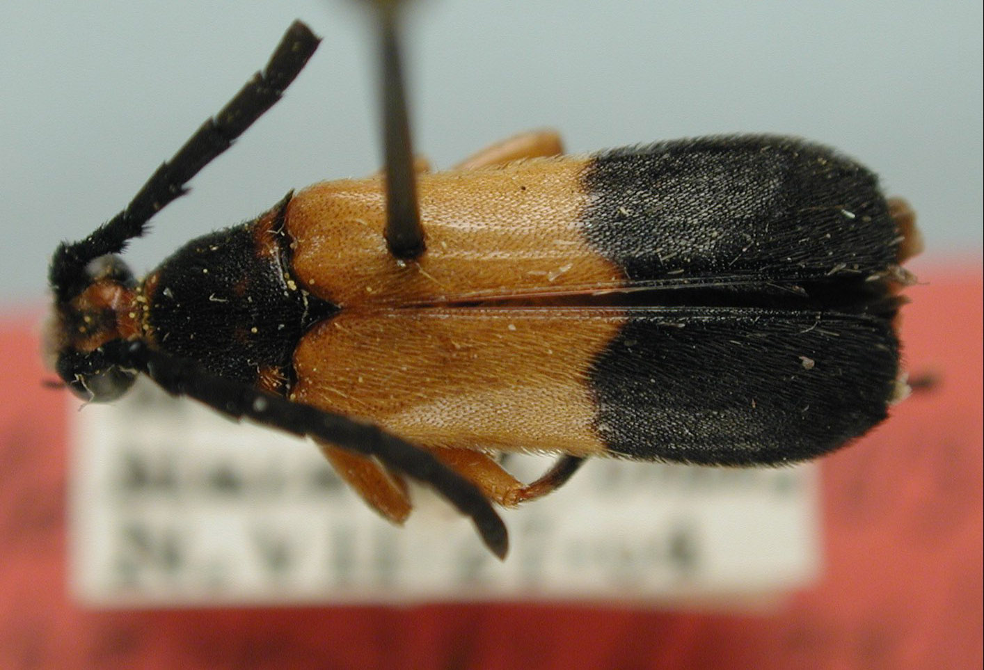 Megachoriolaus chemsaki image