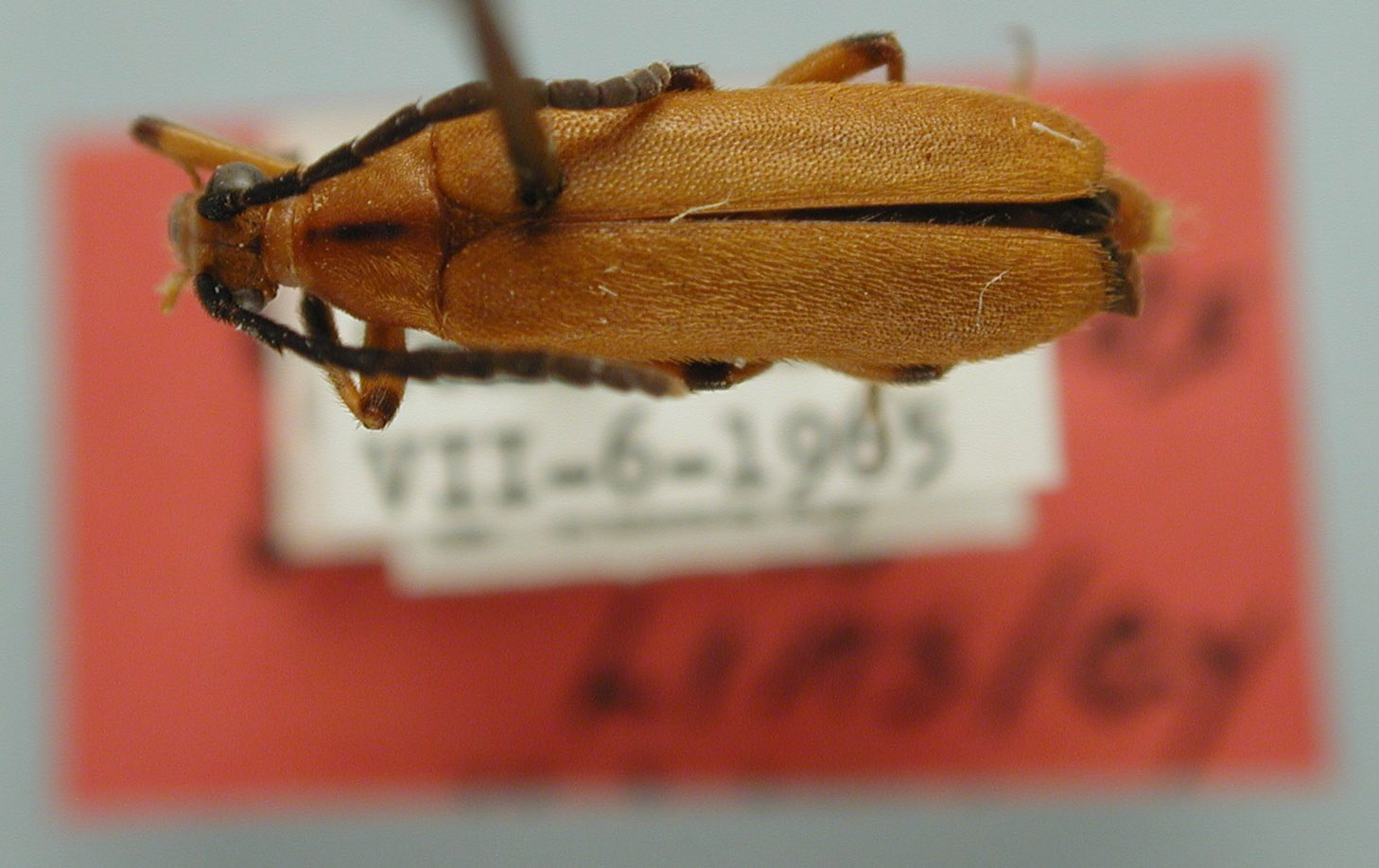 Choriolaus similis image