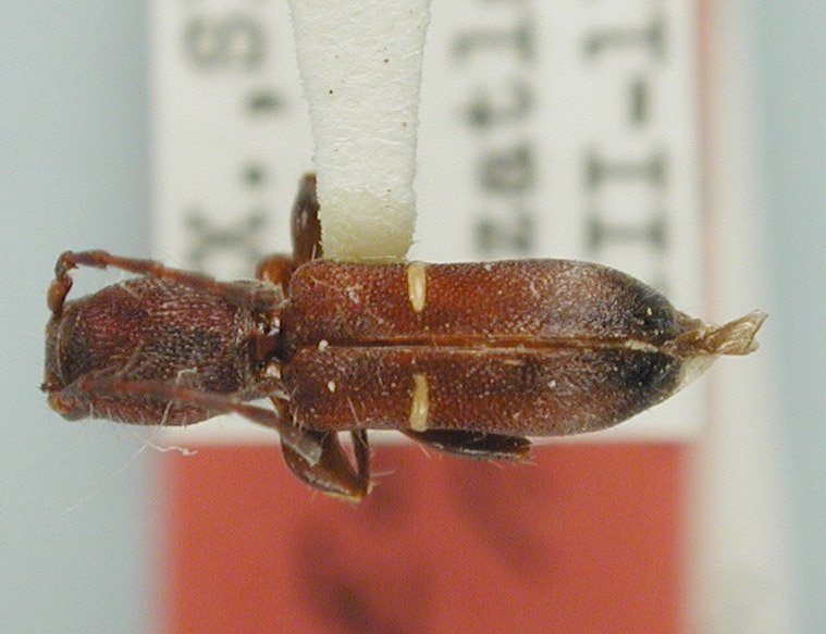 Euderces nelsoni image