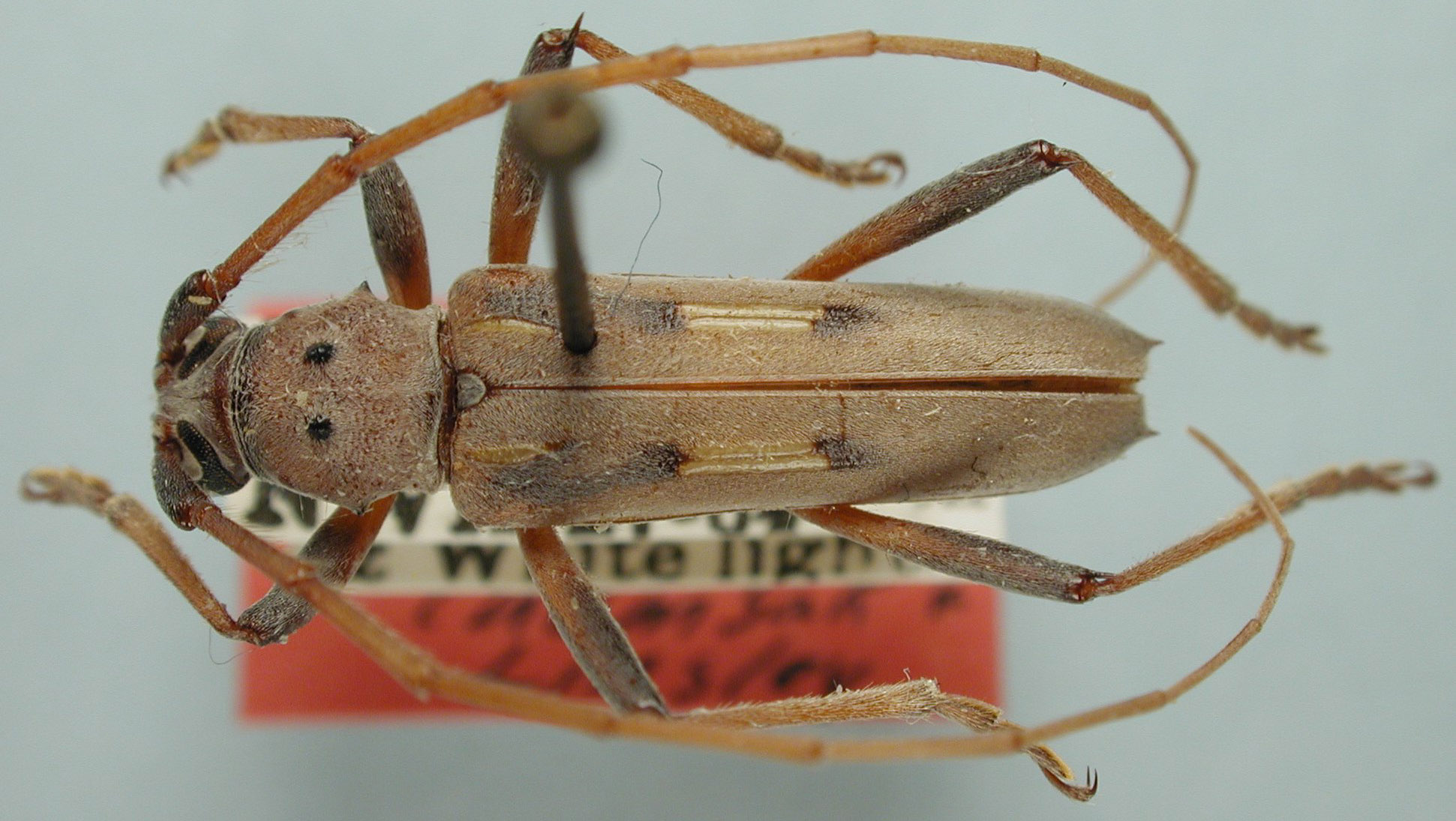 Eburia powelli image