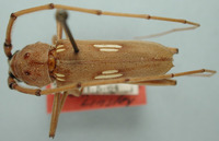 Image of Eburia sinaloae