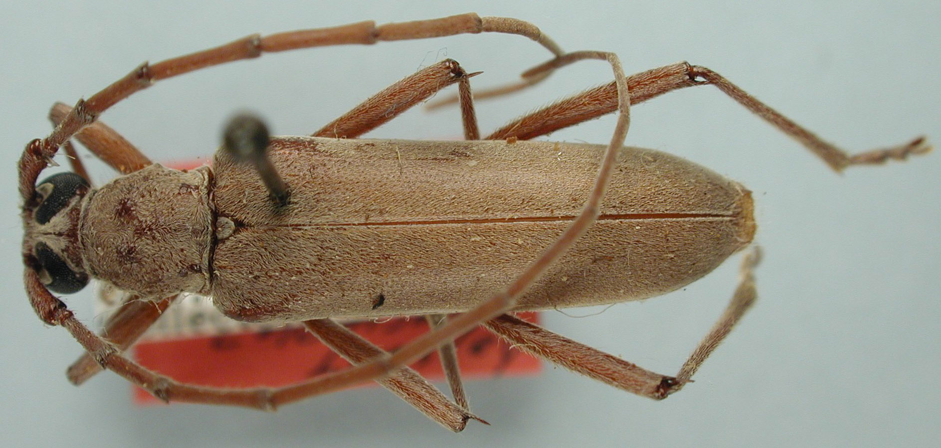 Eburia juanitae image