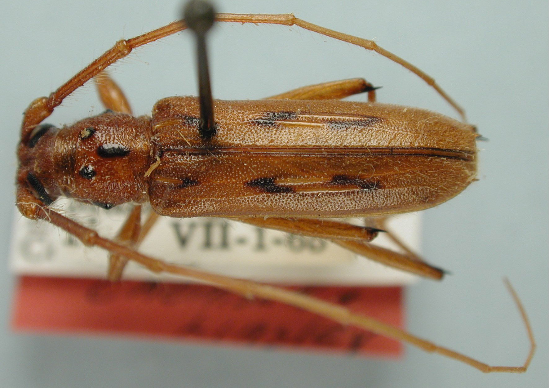 Eburodacrys hesperidis image