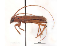 Eburodacrys hesperidis image