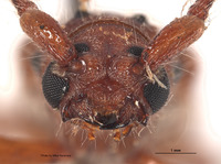 Eburodacrys hesperidis image