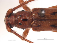 Eburodacrys hesperidis image