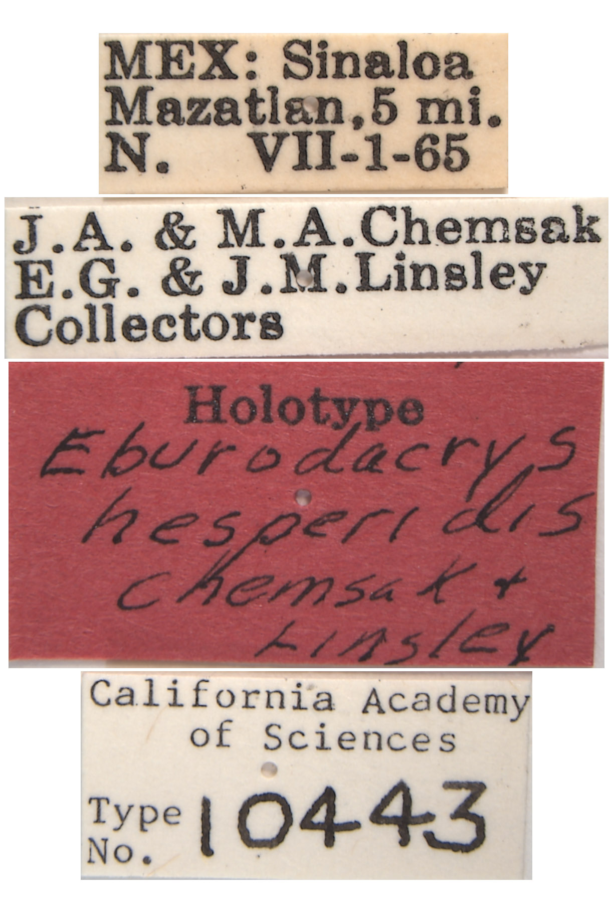 Eburodacrys image
