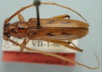 Eburodacrys hesperidis image