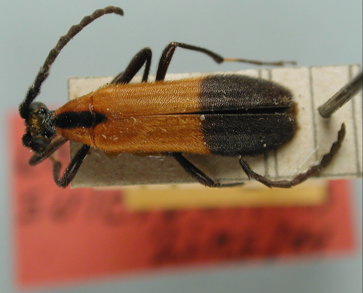 Choriolaus sulcipennis image