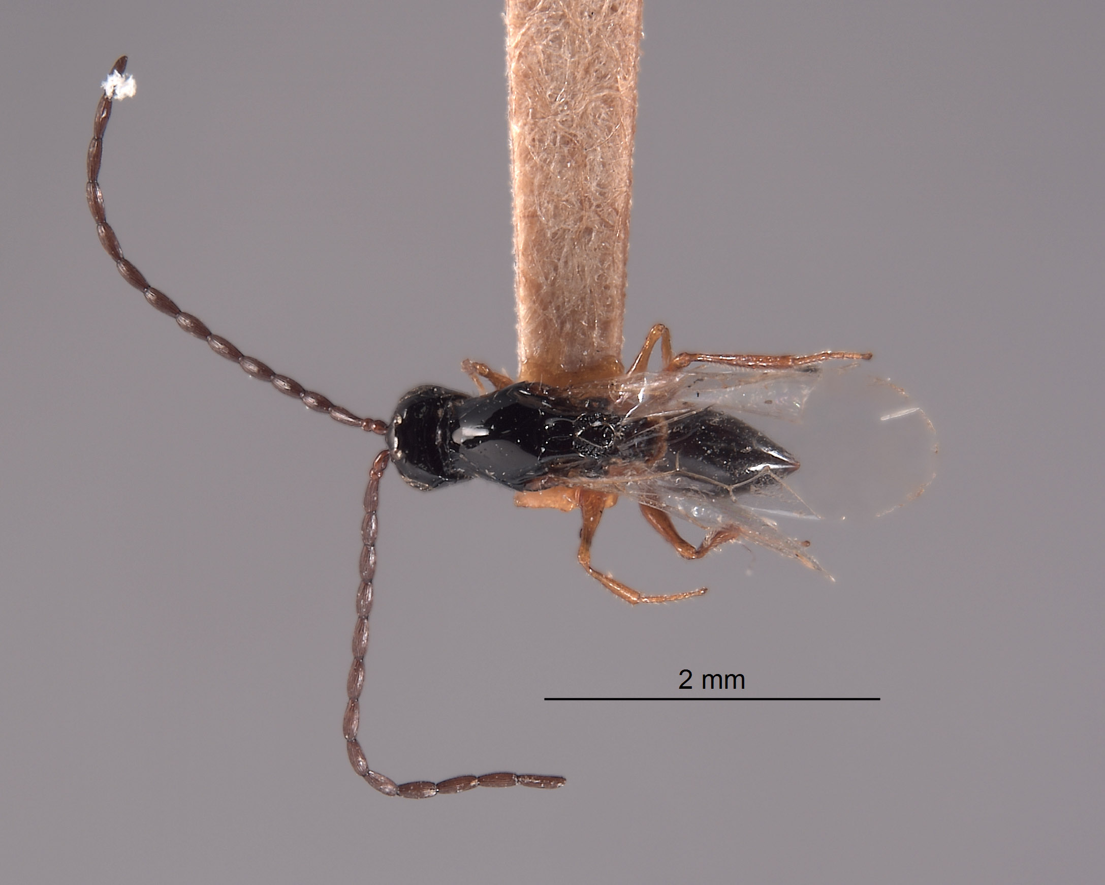 Odontosema albinerve image