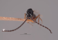 Odontosema albinerve image