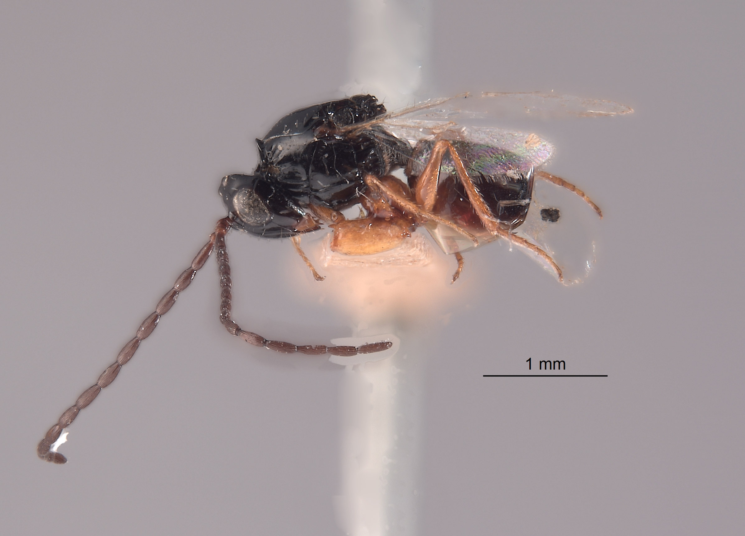 Odontosema albinerve image