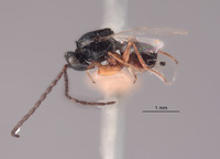 Odontosema albinerve image