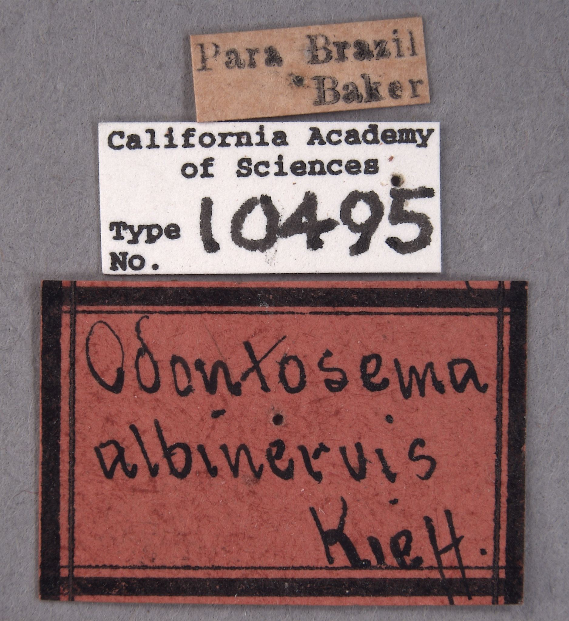 Odontosema albinerve image