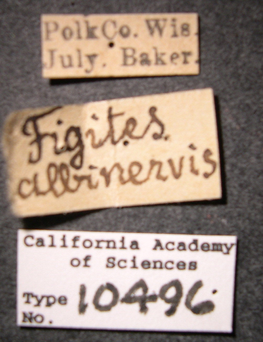 Figites albinervis image