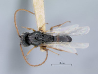 Figites albinervis image