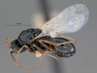 Figites albinervis image