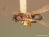 Ganaspis albotorquata image