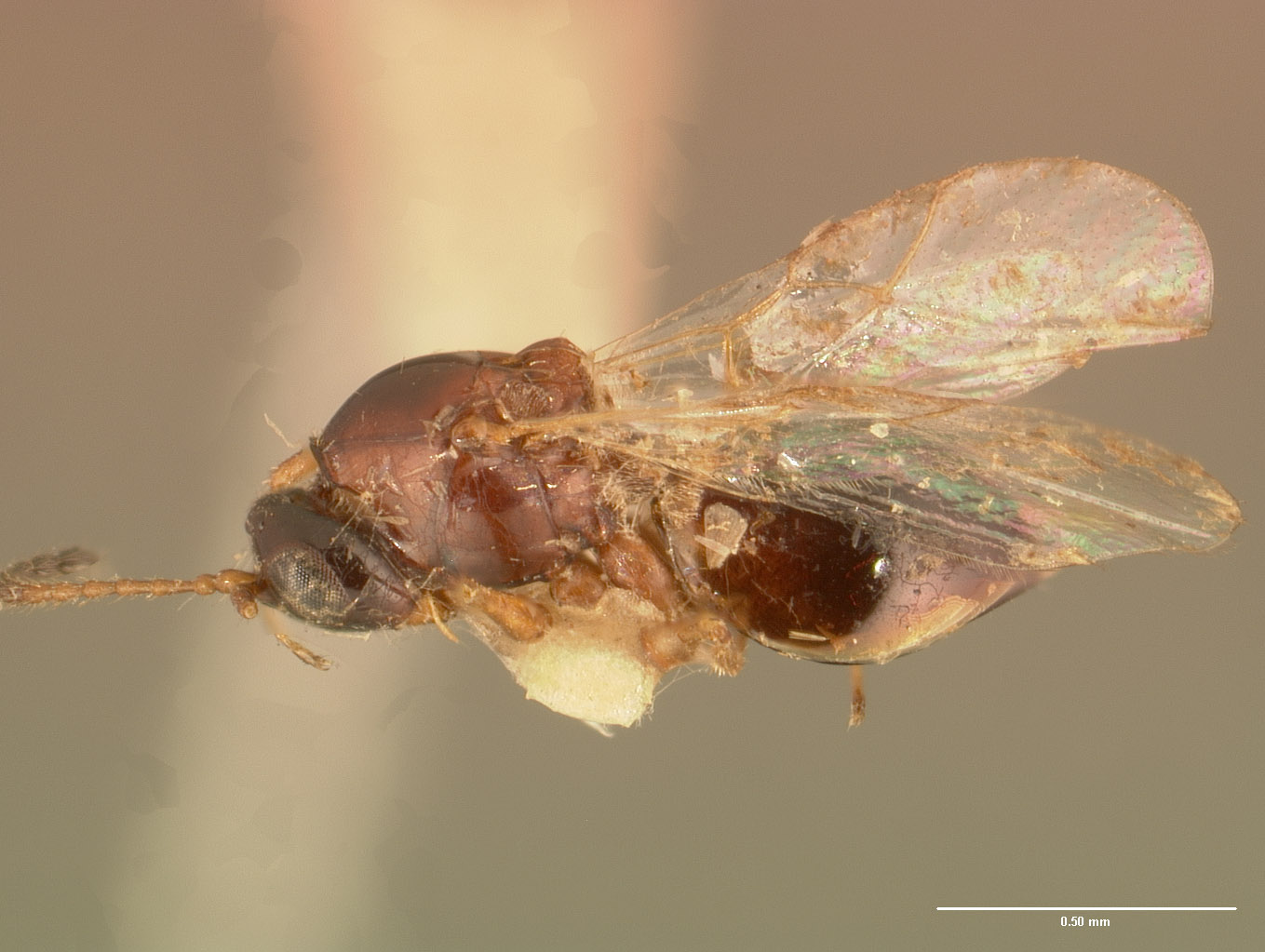 Ganaspis albotorquata image